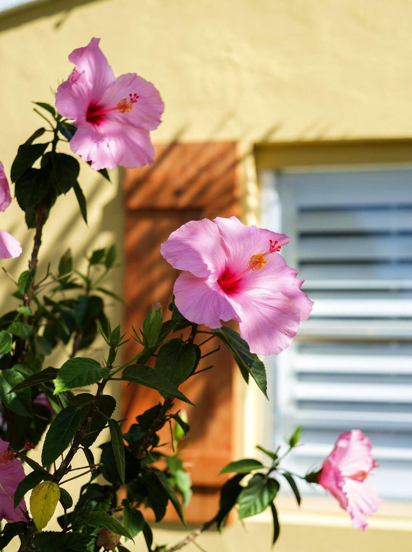 Atlantic Hideaway Hotel Delray Beach Exterior photo